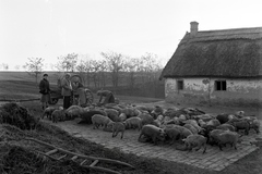 Magyarország, Enying, Alsótekeres-puszta, ekkor az önálló Balatonbozsok község része, ma mindkettő a város része., 1938, Ormos Imre Alapítvány, Ormos Imre, juh, sertés, lajtoskocsi, konda, nádtető, Fortepan #173170