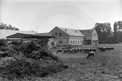 Magyarország, Enying, Alsótekeres-puszta, ekkor az önálló Balatonbozsok község része, ma mindkettő a város része. Schrikker uradalom., 1938, Ormos Imre Alapítvány, Ormos Imre, juh, nyáj, legelő, birtok, puszta, Fortepan #173172