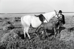 Magyarország, Enying, Alsótekeres-puszta, ekkor az önálló Balatonbozsok község része, ma mindkettő a város része., 1940, Ormos Imre Alapítvány, Ormos Imre, lószerszám, ló, csikó, tarló, Fortepan #173266