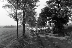 Magyarország, Enying, Alsótekeres-puszta, ekkor az önálló Balatonbozsok község része, ma mindkettő a város része., 1940, Ormos Imre Alapítvány, Ormos Imre, szarvasmarha, legelő, csorda, Fortepan #173267