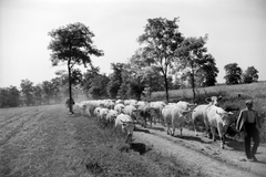 Magyarország, Enying, Alsótekeres-puszta, ekkor az önálló Balatonbozsok község része, ma mindkettő a város része., 1940, Ormos Imre Alapítvány, Ormos Imre, szarvasmarha, pásztor, pásztorkutya, csorda, Fortepan #173270