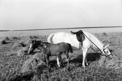 Magyarország, Enying, Alsótekeres-puszta, ekkor az önálló Balatonbozsok község része, ma mindkettő a város része., 1940, Ormos Imre Alapítvány, Ormos Imre, lószerszám, ló, csikó, Fortepan #173271