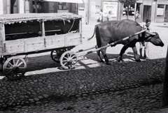 Románia,Erdély, Székelyudvarhely, Kossuth Lajos utca, borvízszállító kocsi az 1-es számú ház előtt., 1941, Aszódi Zoltán, fogat, bivaly, optikus, kockakő, Fortepan #174151