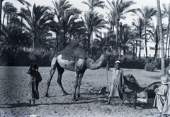 Egyiptom, 1930, Fortepan/Album025, teve, Fortepan #175100