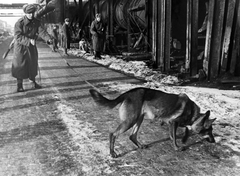 Magyarország, Csepel, Budapest XXI., szovjet utászok aknamentesítő szolgálati kutyákkal vizsgálják a Weiss Manfréd Acél- és Fémművek területét., 1945, Vörös Hadsereg, kutya, szovjet katona, utász, német juhászkutya, Budapest, Fortepan #175198