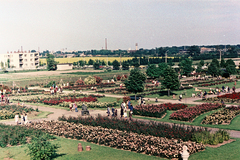 Hungary, Budapest XXII., Budatétényi Rózsakert, balra a Park utca - Nagytétényi út sarkán álló ház látszik., 1963, Chuckyeager tumblr, colorful, Budapest, Imre Ormos-design, Fortepan #176518