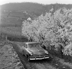 Magyarország,Balaton, Badacsonytomaj, kilátás a Badacsony felé, a hegyoldalban középen a Kisfaludy-ház., 1961, Bojár Sándor, Fortepan #177493