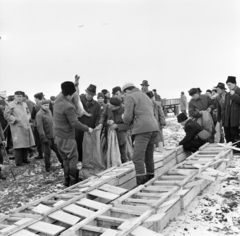 Magyarország, Üllő, élő nyúl befogás a Magnezitipari Művek vadásztársaságának területén., 1965, Bojár Sándor, Fortepan #177502