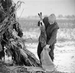 Magyarország, Üllő, élő nyúl befogás a Magnezitipari Művek vadásztársaságának területén., 1965, Bojár Sándor, Fortepan #177505