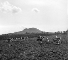 Magyarország, Tapolca, távolban a Szent György-hegy., 1966, Bojár Sándor, Fortepan #177523