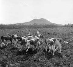 Magyarország, Tapolca, távolban a Szent György-hegy., 1966, Bojár Sándor, Fortepan #177524