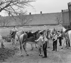 Hungary, Bábolna, Ménesudvar, a bábolnai Állami Gazdaság lovas úttörő szakkörének tagjai., 1965, Bojár Sándor, Fortepan #177768