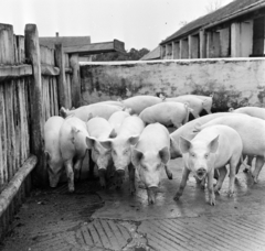 Magyarország, Vassurány, Magyar-Szovjet Barátság TSz sertéstelepe., 1965, Bojár Sándor, Fortepan #178212