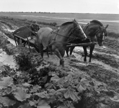 Magyarország, Vassurány, Magyar-Szovjet Barátság TSz lovaskocsija., 1965, Bojár Sándor, sár, Fortepan #178213