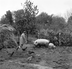 1963, Bojár Sándor, etetés, sertés, baromfi, Fortepan #178219