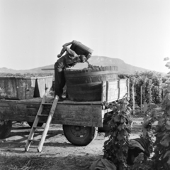 Magyarország, Hegymagas, szüret a Szent György-hegy déli lejtője alatt, háttérben a Badacsony., 1968, Bojár Sándor, létra, szőlő, puttony, szüret, Fortepan #178234