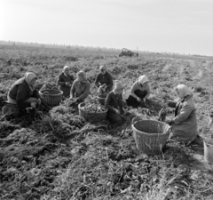 Magyarország, Székesfehérvár, szedik a sárgarépát a Szabad Élet TSz-ben., 1965, Bojár Sándor, Fortepan #178237