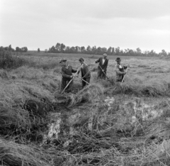 Magyarország, Vassurány, Magyar-Szovjet Barátság TSz, kézi kaszás aratás esőzések után, a víz borította szántóföldön., 1965, Bojár Sándor, kasza, Fortepan #178240