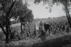 Magyarország, Balatonfüred, távolban a Vörös templom és a Fehér templom., 1956, Kotnyek Antal, ló, földművelés, szőlő, Fortepan #17858