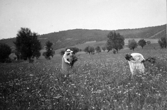 1915, Jankovszky György, women, field, flower, landscape, summer, bouquet, Fortepan #17913