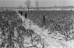 Magyarország, Alsónémedi, a felvétel a Külkereskedelmi Minisztérium vadásztársaságának körvadászatán készült., 1967, Bojár Sándor, tél, hó, vadászat, Fortepan #179257