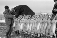 Magyarország, Alsónémedi, a felvétel a Külkereskedelmi Minisztérium vadásztársaságának körvadászatán készült., 1967, Bojár Sándor, vadászat, svájcisapka, nyúl, usánka, Fortepan #179259