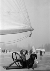 Magyarország, Balatonfüred, kutyák a jégvitorláson, a befagyott Balaton a hajóállomás közelében., 1967, Bojár Sándor, kutya, Best of, Fortepan #179328