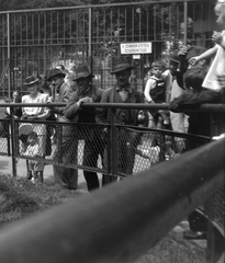 Hungary, Zoo, Budapest XIV., 1944, Saly Noémi, Budapest, kid, family, visitors, zoo, Fortepan #18332