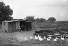 Hungary,Lake Balaton, Siófok, »Felvonulási (?) műhelybódé építkezéshez« Leltári jelzet: MMKM TEMGY 2019.1.1. 0766, 1920, Magyar Műszaki és Közlekedési Múzeum / BAHART Archívum, goose, workshop, vise, Fortepan #183515