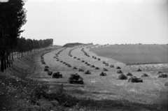 1976, Ferencz Zoltán Zénó, agriculture, Fortepan #184185