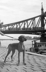 Magyarország, Budapest V., Belgrád rakpart, háttérben a Szabadság híd., 1960, Kotnyek Antal, híd, kutya, vizsla, Duna, Budapest, Duna-híd, kutyasétáltatás, Feketeházy János-terv, Turul-szobor, Fortepan #18472