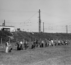 Magyarország, Budapest IX., Gyáli út - Ecseri út - Üllői út - vasút közötti terület, kutyaoktatás., 1962, Inkey Tibor, kutya, Budapest, Fortepan #184864