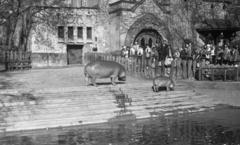 Magyarország, Városliget,Állatkert, Budapest XIV., 1969, Gulyás Zsuzsa, Budapest, Fortepan #186617