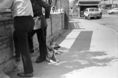 1965, Fortepan/Album037, dog, police dog, Fortepan #186751