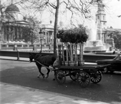 Egyesült Királyság, London, Trafalgar square., 1964, Fortepan/Album018, Fortepan #187414