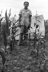 1952, Fortepan/Album018, agriculture, corn stalk, Fortepan #187501