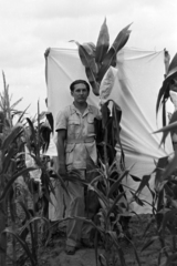 1952, Fortepan/Album018, agriculture, corn stalk, Fortepan #187502