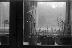 1952, Fortepan/Album018, window, Fortepan #187523