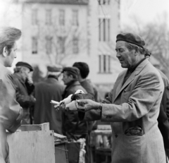 Hungary, Budapest XIX., Kossuth tér, háttérben a Latinca Sándor Gép- és Villamosipari Szakközépiskola (később Trefort Ágoston Két Tanítási Nyelvű Szakgimnázium), kisállatpiac., 1978, Szalay Béla, Budapest, hold in arms, dove, seller, Fortepan #187839