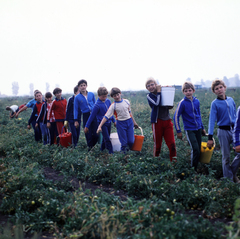 Magyarország, Abony, József Atttila Termelőszövetkezet, a Somogyi Imre Általános Iskola tanulói segítik a paradicsomszedést., 1984, Szalay Béla, színes, szüret, Fortepan #187963