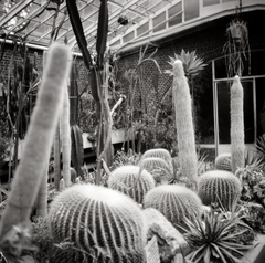 Németország, Berlin, Königin-Luise-Strasse, Kaktuszház a berlini botanikus kertben (Kakteenhaus im Botanischer Garten und Botanisches Museum Berlin-Dahlem)., 1936, Lőrincze Judit, kaktusz, Fortepan #188574