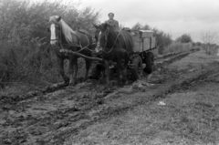 1960, Tölg Anna, sár, lovaskocsi, férfi, ló, Fortepan #189590