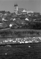 Magyarország,Balaton, Tihany, Belső-tó, szemben a Bencés Apátság., 1960, Tölg Anna, baromfi, templom, nádas, Fortepan #189616