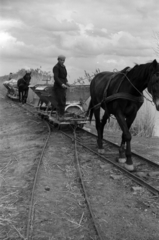 1961, Tölg Anna, Fortepan #189670