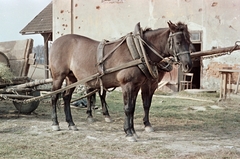 Lengyelország, 1961, Tölg Anna, színes, Fortepan #189715