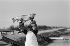 Magyarország, Pákozd, amur, a felvétel a Dinnyési halgazdaságban készült., 1962, Tölg Anna, Fortepan #189785