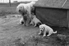 1963, Tölg Anna, dog, Fortepan #189861