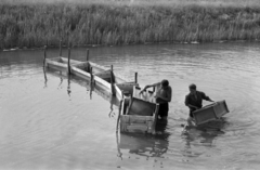 1963, Tölg Anna, Fortepan #189899