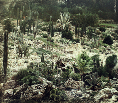 1932, Fortepan/Album042, colorful, cactus, Fortepan #189943