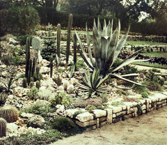 1932, Fortepan/Album042, colorful, cactus, Fortepan #189944